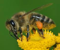 HONEY BEE