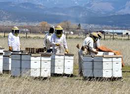 commercial beekeeping